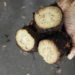 গাছ চুইঝাল ১ কেজি